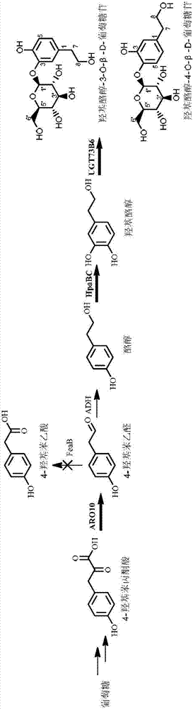 Escherichia coli for expressing hydroxytyrosol and hydroxytyrosol glucoside and construction method and application thereof