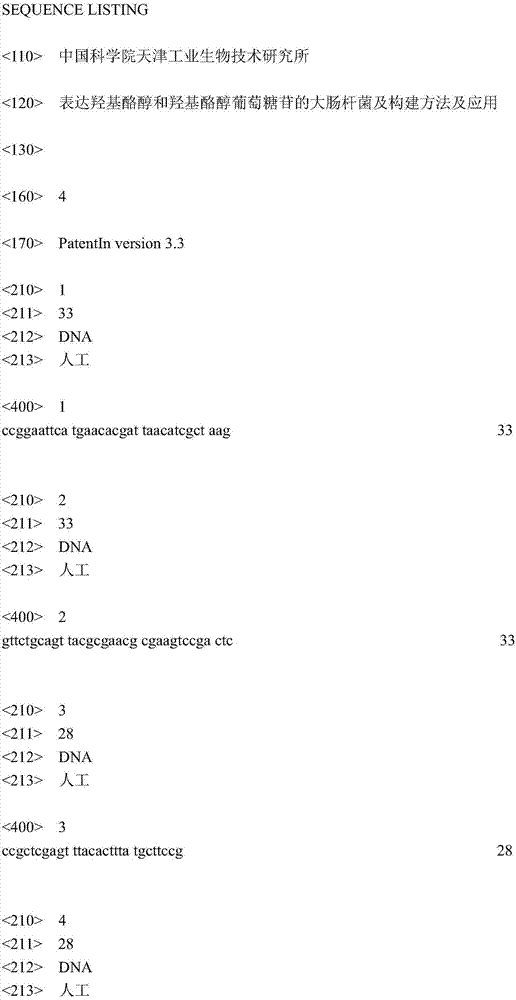 Escherichia coli for expressing hydroxytyrosol and hydroxytyrosol glucoside and construction method and application thereof