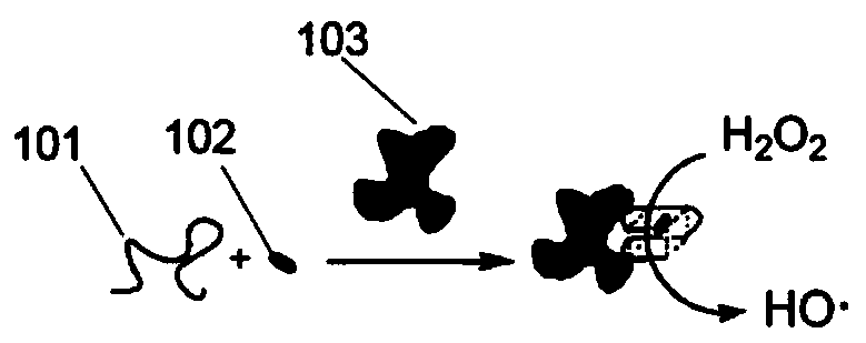 Fluorescence detection signal amplification system