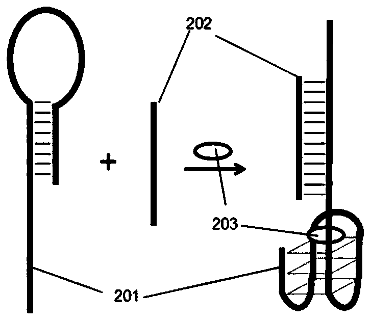 Fluorescence detection signal amplification system