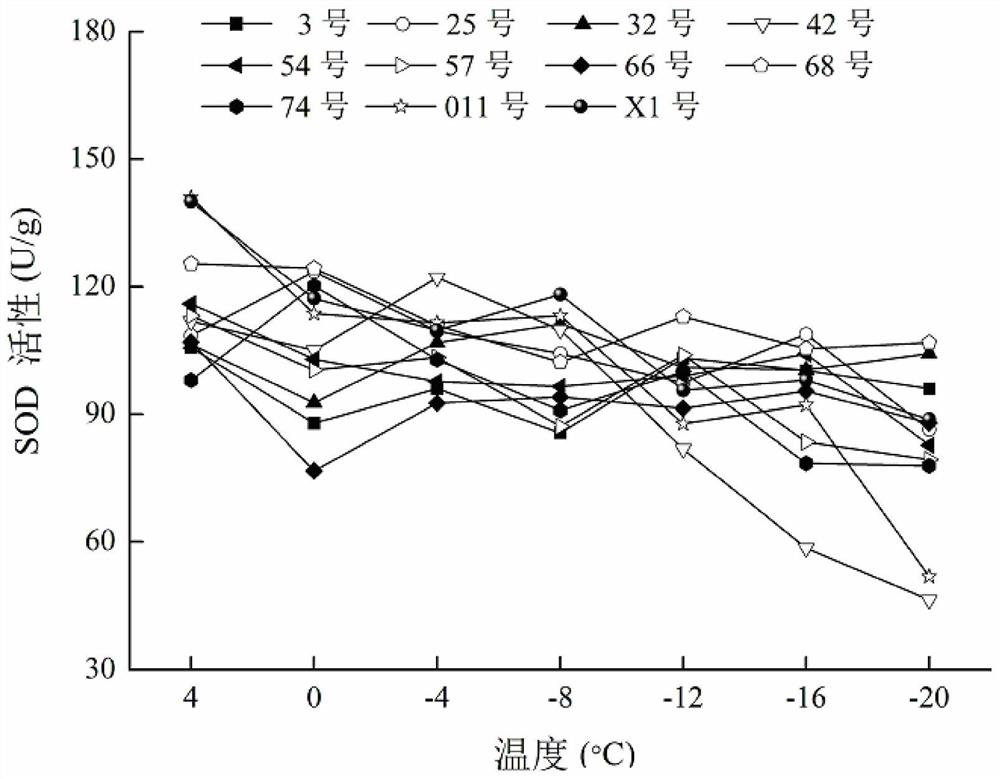 Method for quickly identifying and evaluating cold resistance of cryptomeria fortunei