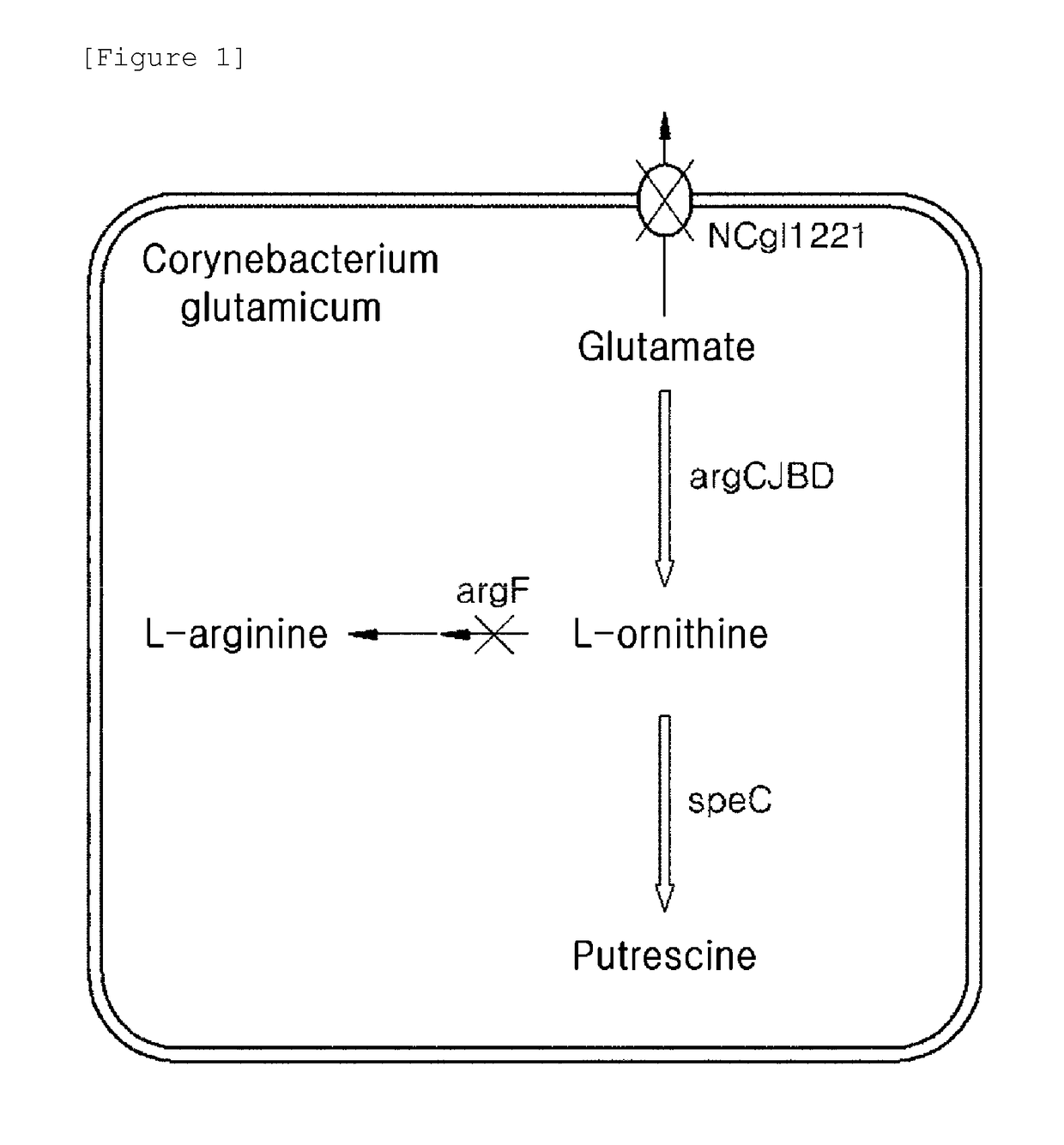 Microorganisms for producing putrescine and method for producing putrescine using same