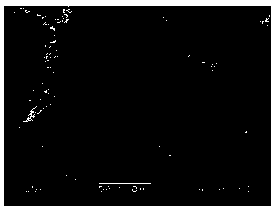 Preparation method of medical metal implanted material porous niobium