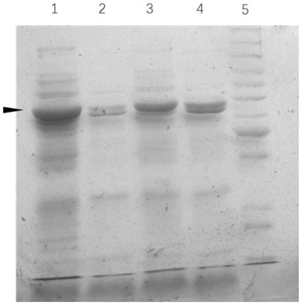 Method for one-step purification of immobilized α-amino acid fatty acyltransferase