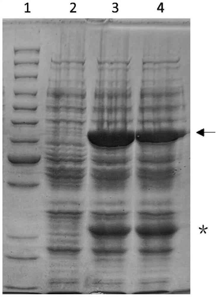 Method for one-step purification of immobilized α-amino acid fatty acyltransferase