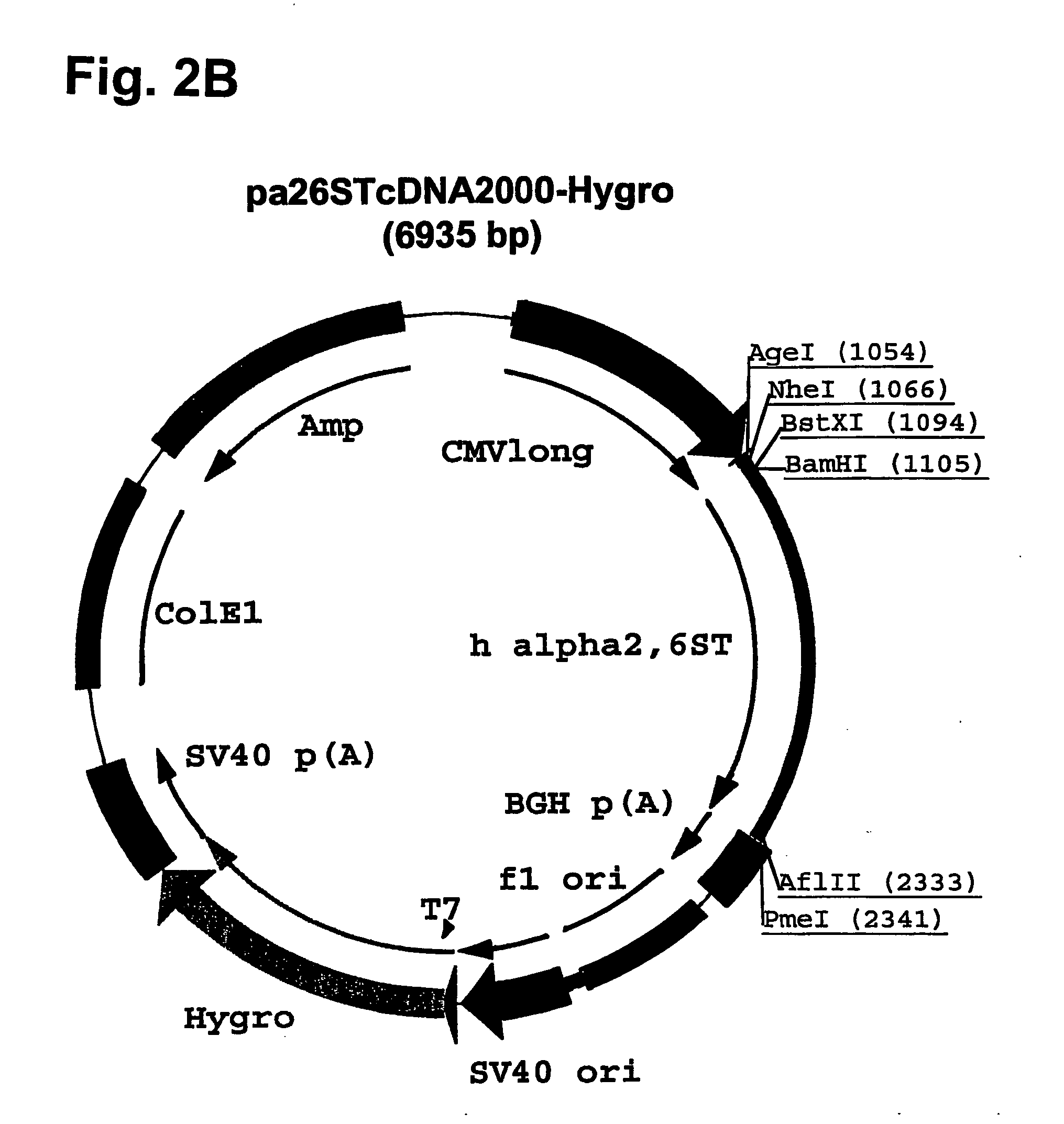 Compositions of erythropoietin isoforms comprising Lewis-X structures and high sialic acid content