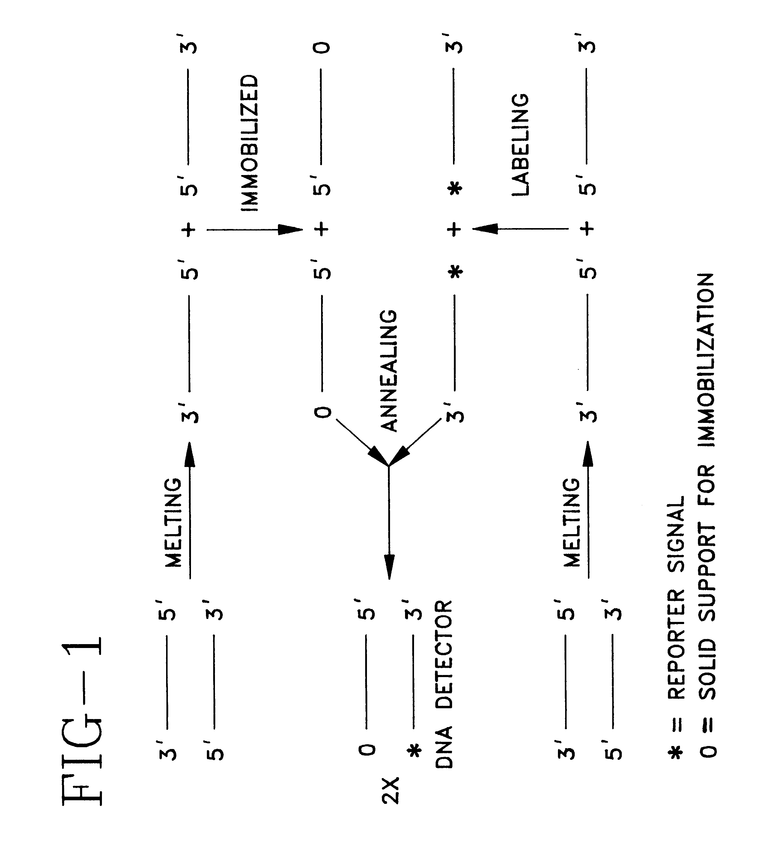 Detector for nucleic acid typing and methods of using the same