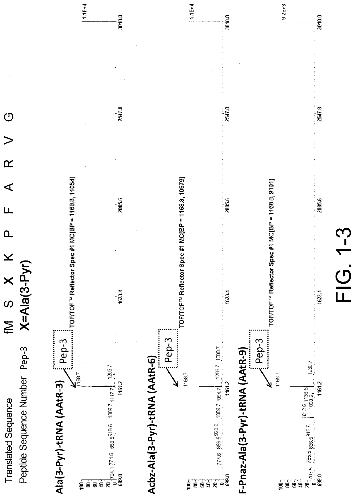 Method for synthesizing peptides in cell-free translation system