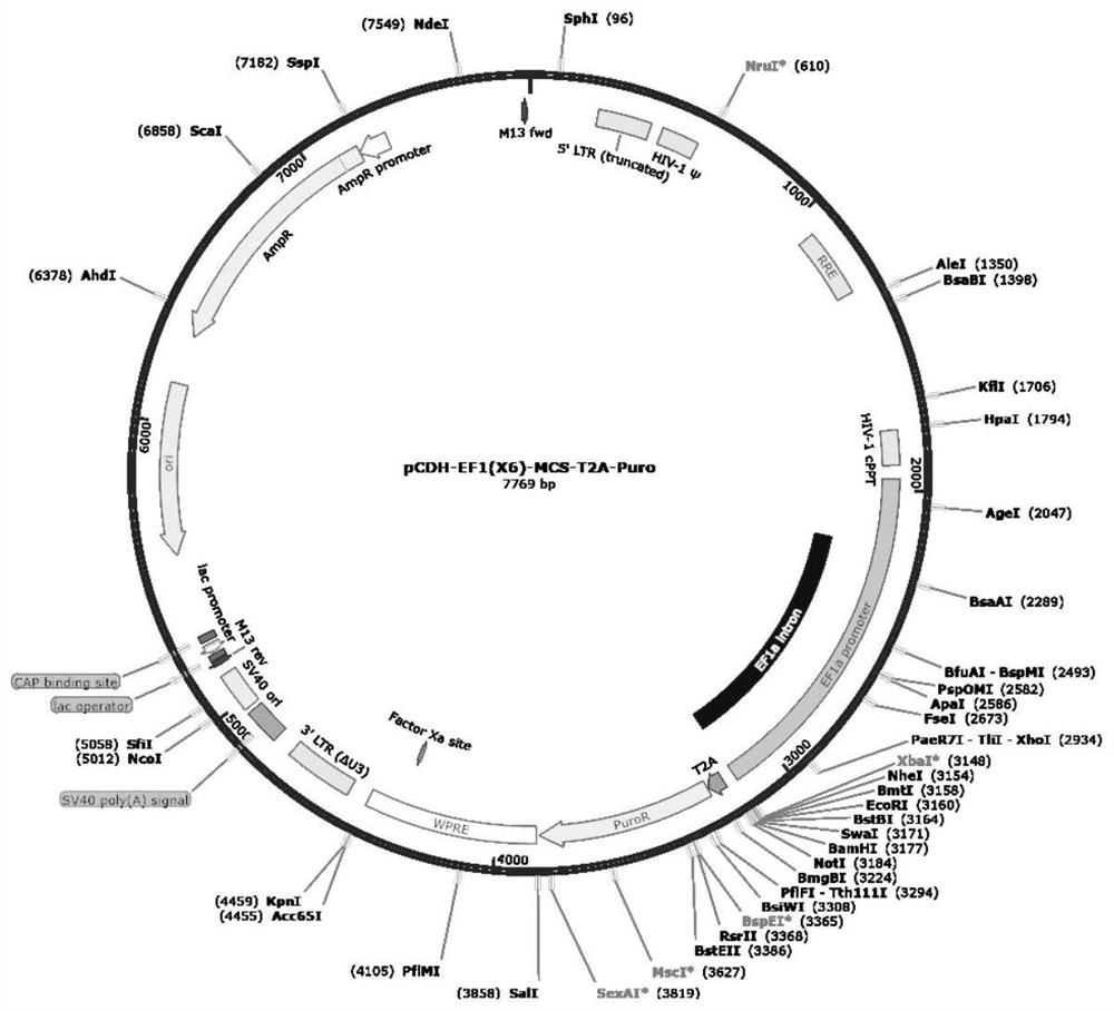 CD7-CAR-T cell as well as preparation method and application thereof