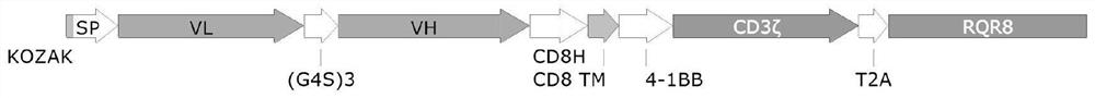 CD7-CAR-T cell as well as preparation method and application thereof