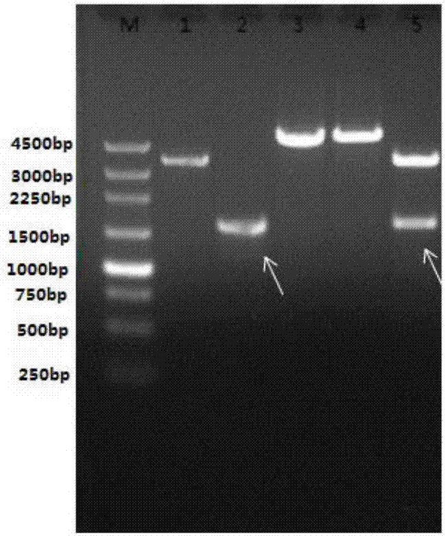 Islet-targeted protein and eukaryotic expression method thereof