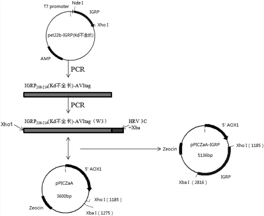 Islet-targeted protein and eukaryotic expression method thereof