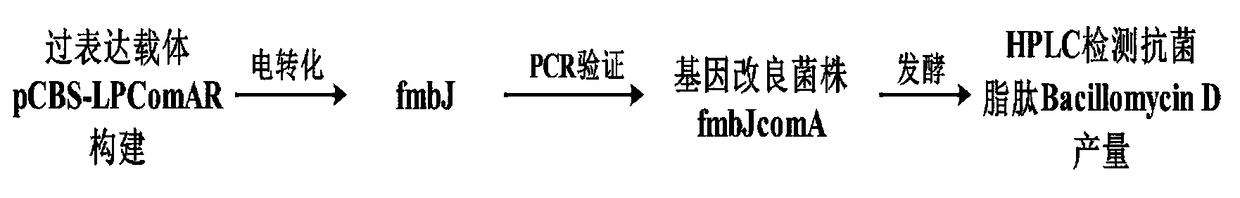 Method for increasing antifungal peptide bacillomycin D yield by expressing comA gene