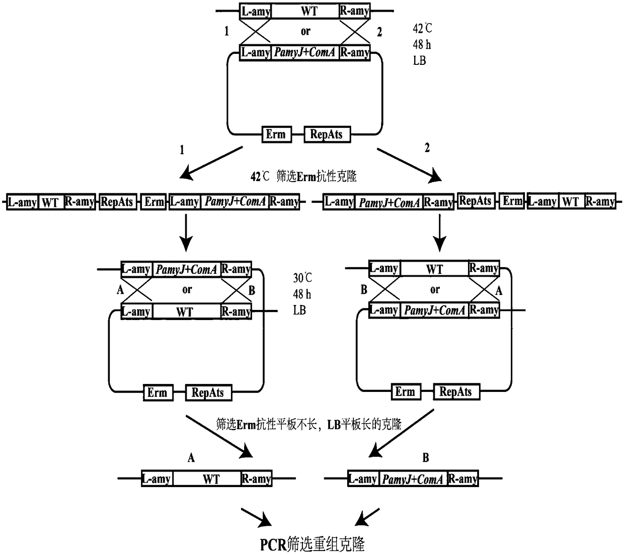 Method for increasing antifungal peptide bacillomycin D yield by expressing comA gene