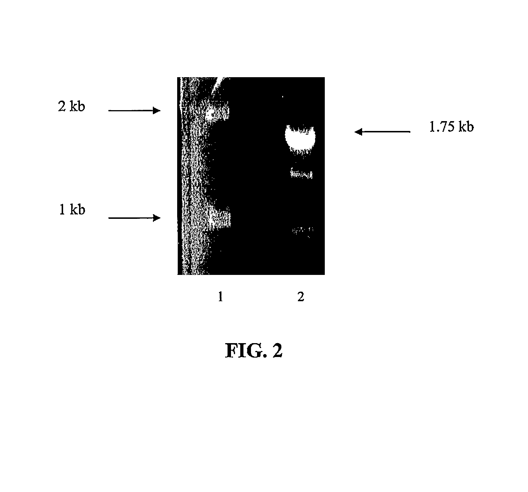 Bacteria with increased trehalose production and method for using the same in bioremediation