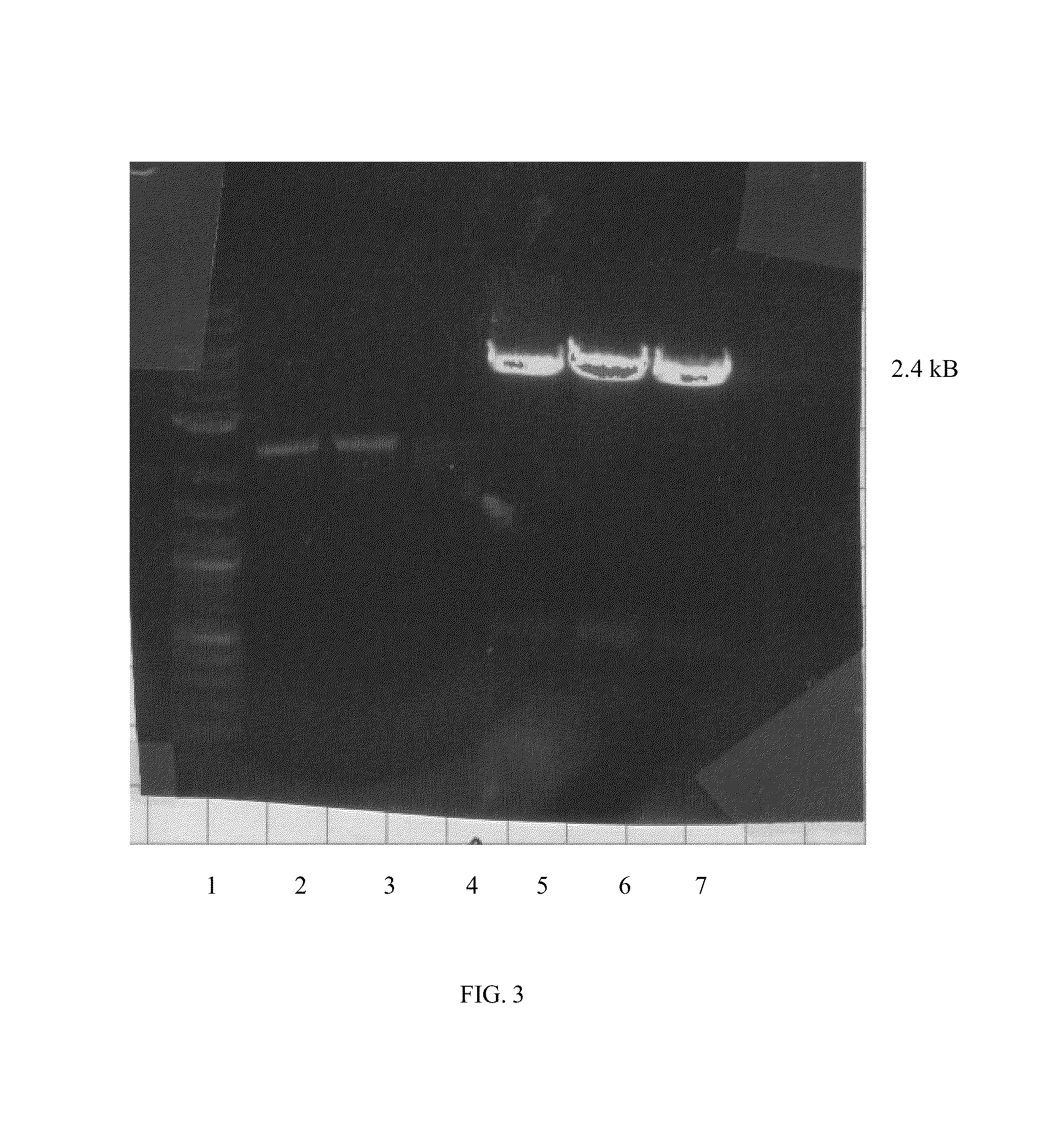 Bacteria with increased trehalose production and method for using the same in bioremediation