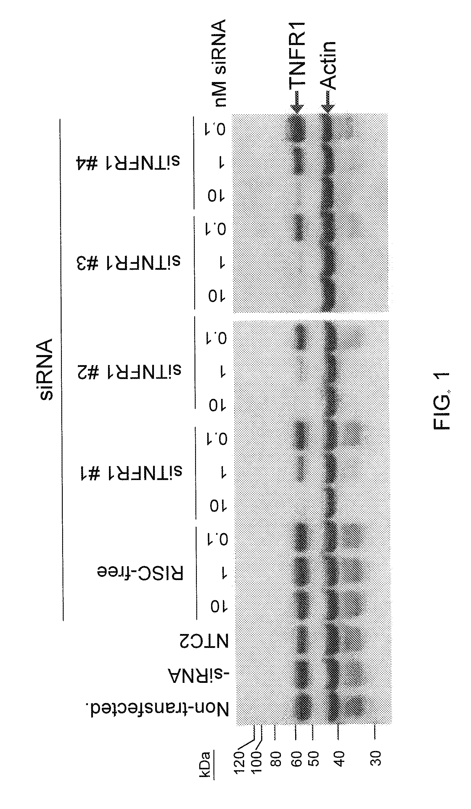 RNAi-RELATED INHIBITION OF TNFalpha SIGNALING PATHWAY FOR TREATMENT OF OCULAR ANGIOGENESIS