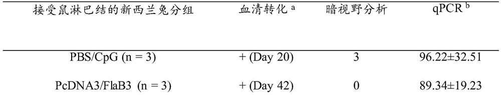 A kind of method of constructing Treponema pallidum mouse model