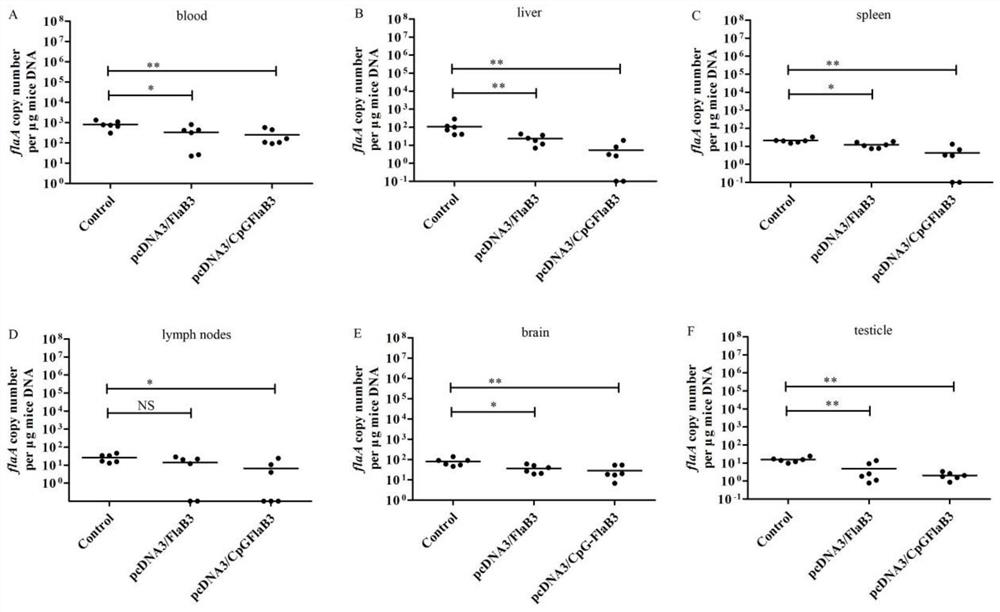 A kind of method of constructing Treponema pallidum mouse model