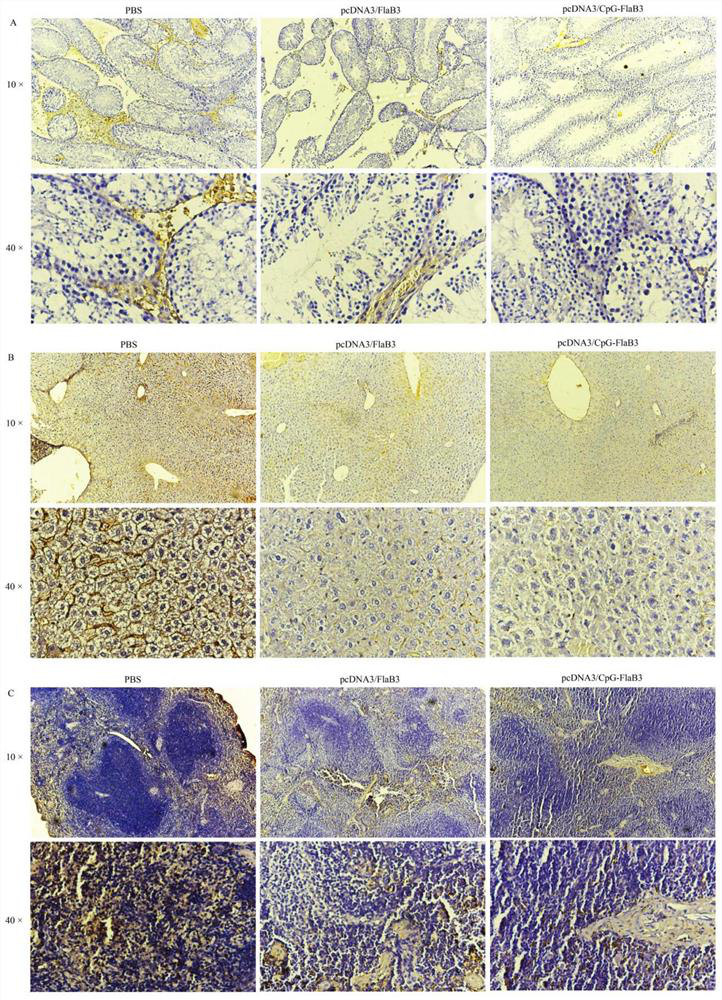 A kind of method of constructing Treponema pallidum mouse model