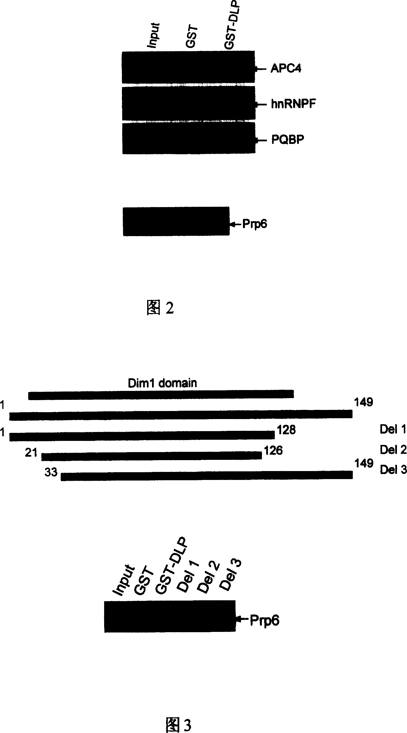 Use of DLP in Pre-mRNA splicing and cell cycle control