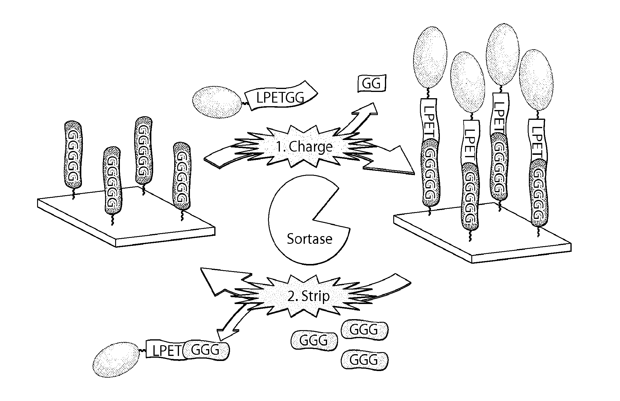 Sortase-catalyzed immobilization, release, and replacement of functional molecules on solid surfaces