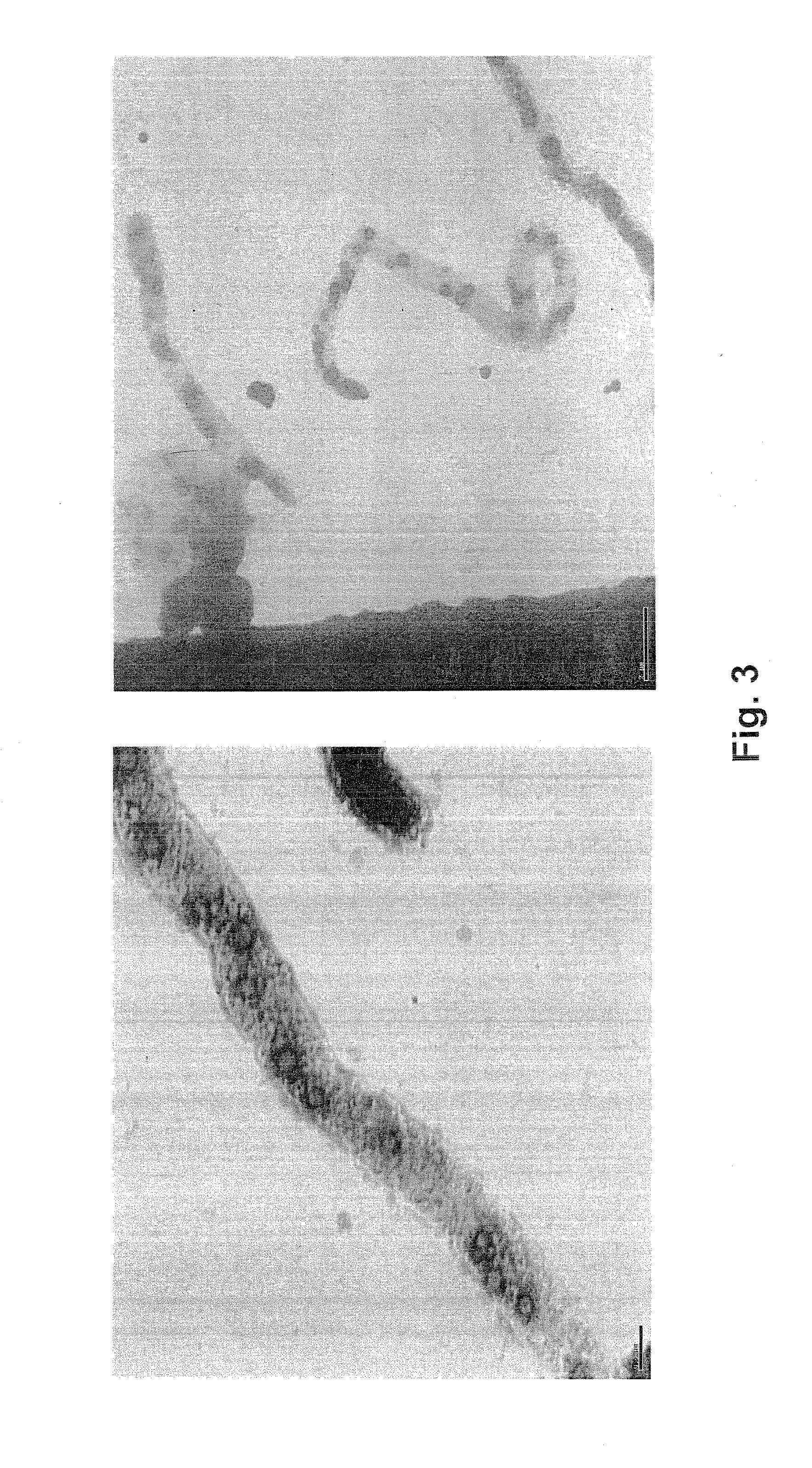 Fossil fuel-free process of lignocellulosic pretreatment with biological hydrogen production