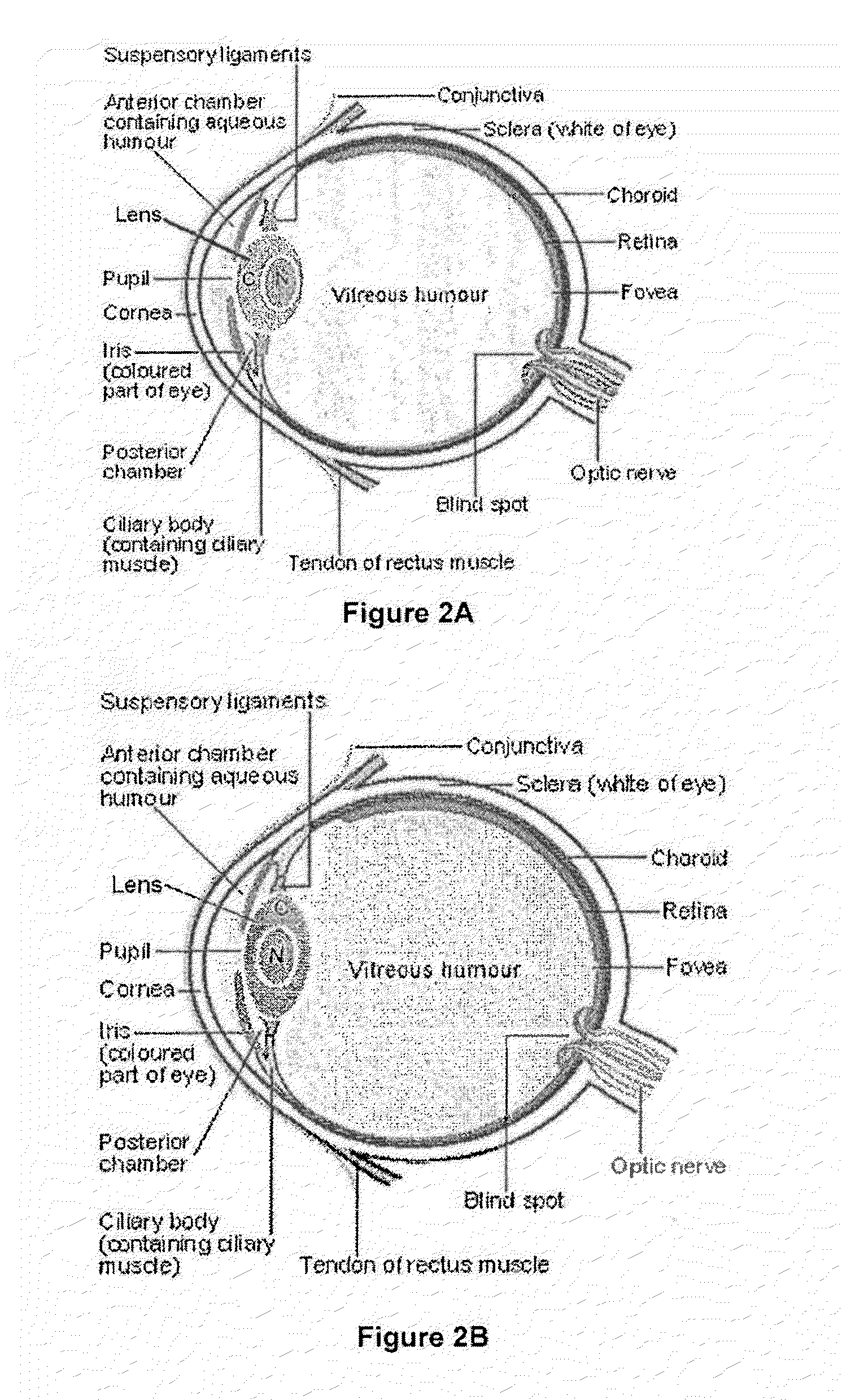 Dithiol compounds and treatment of presbyopia using said compounds