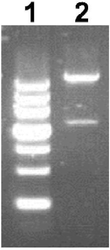 A kind of Pseudomonas aeruginosa recombinant protein pop and its preparation method and application