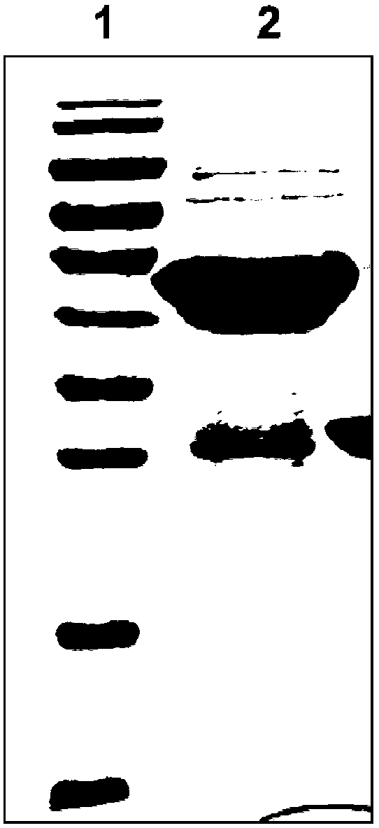 A kind of Pseudomonas aeruginosa recombinant protein pop and its preparation method and application