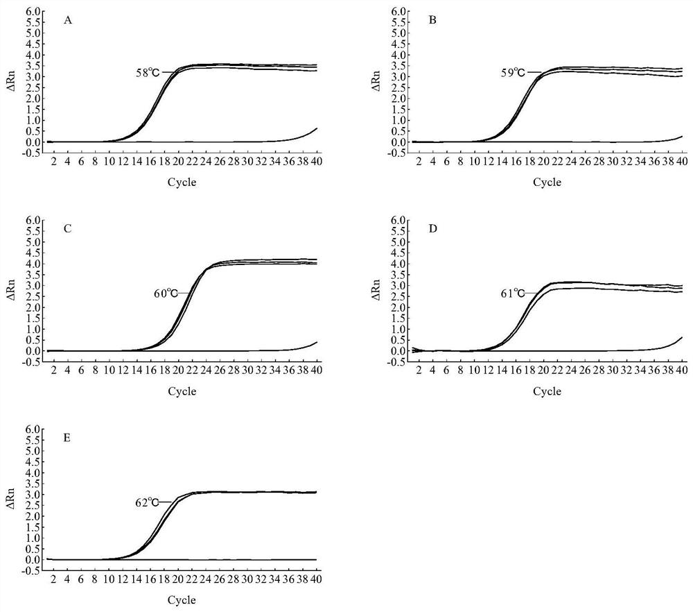 Specific target, primer, detection method and application for detecting vibrio parahaemolyticus