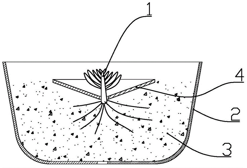 Leaf-cutting seedling cultivation method for succulent plant echeveria derenbergii