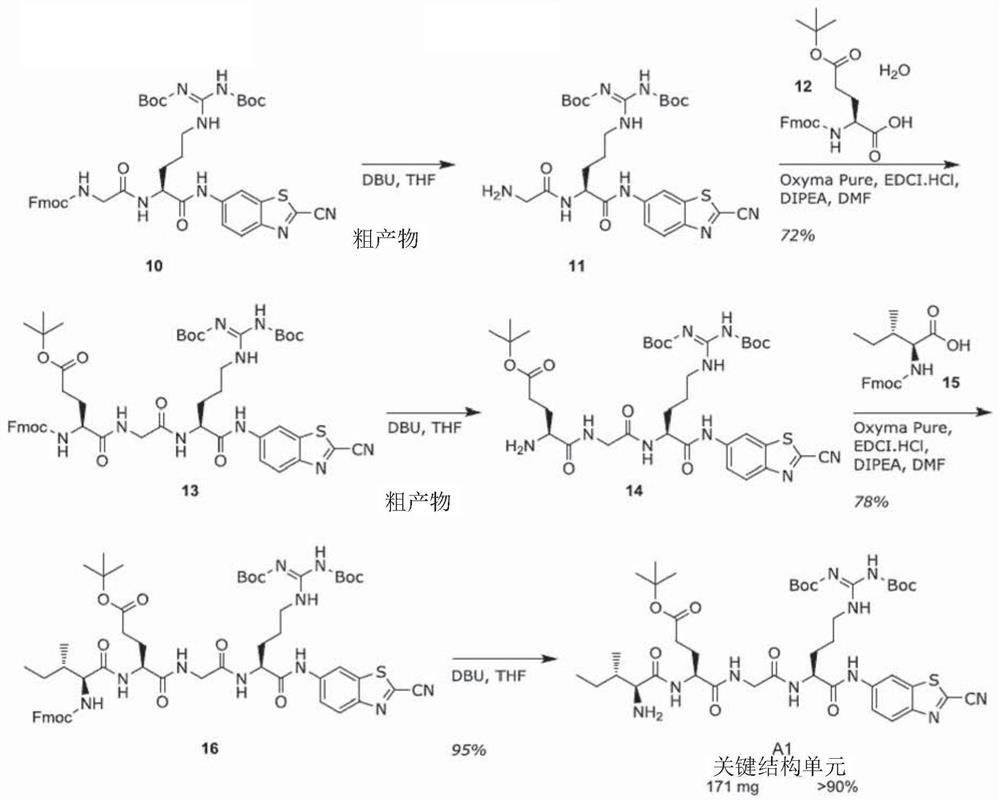 Novel chemiluminescent substrates for factor xa