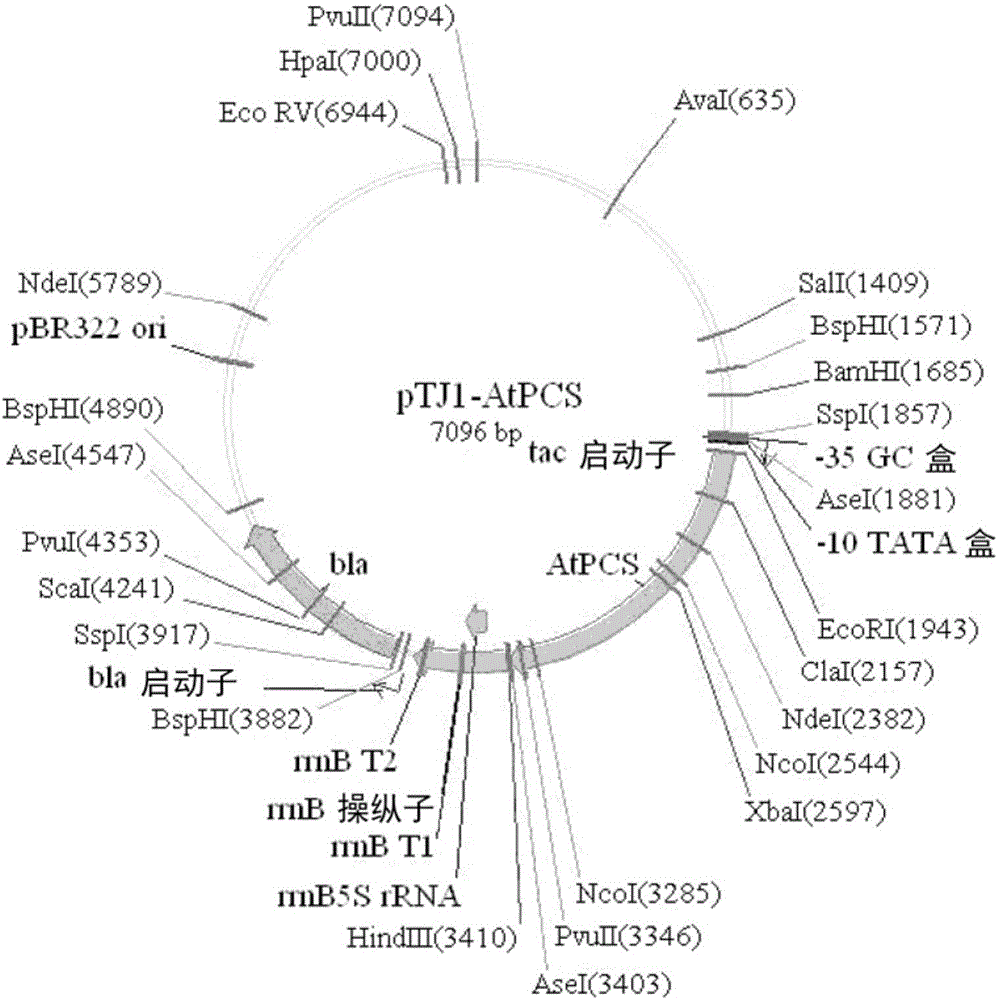 Method for preparing metal nanoparticle using metal binding protein