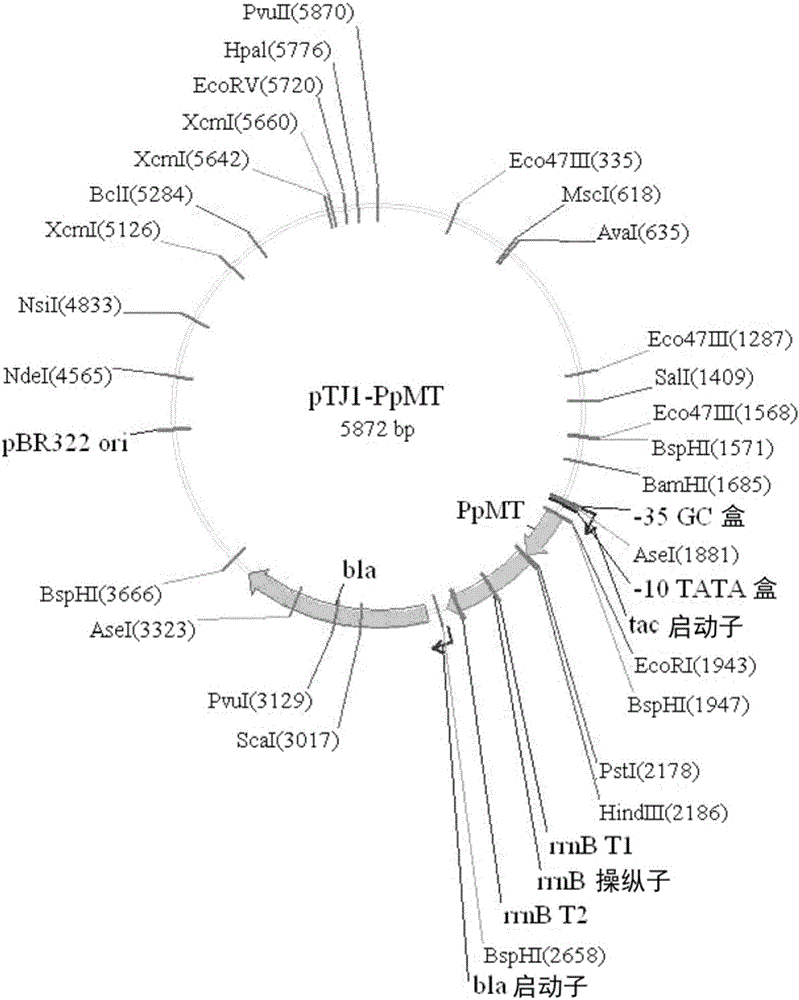 Method for preparing metal nanoparticle using metal binding protein