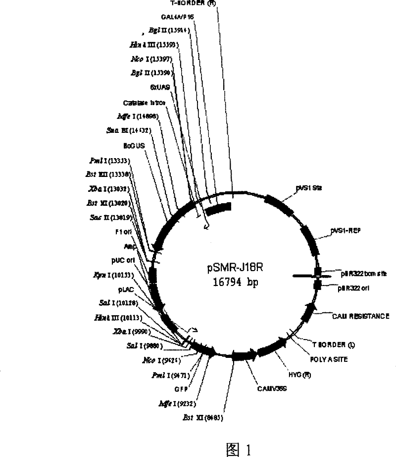 Gene for controlling paddy tillering and usage