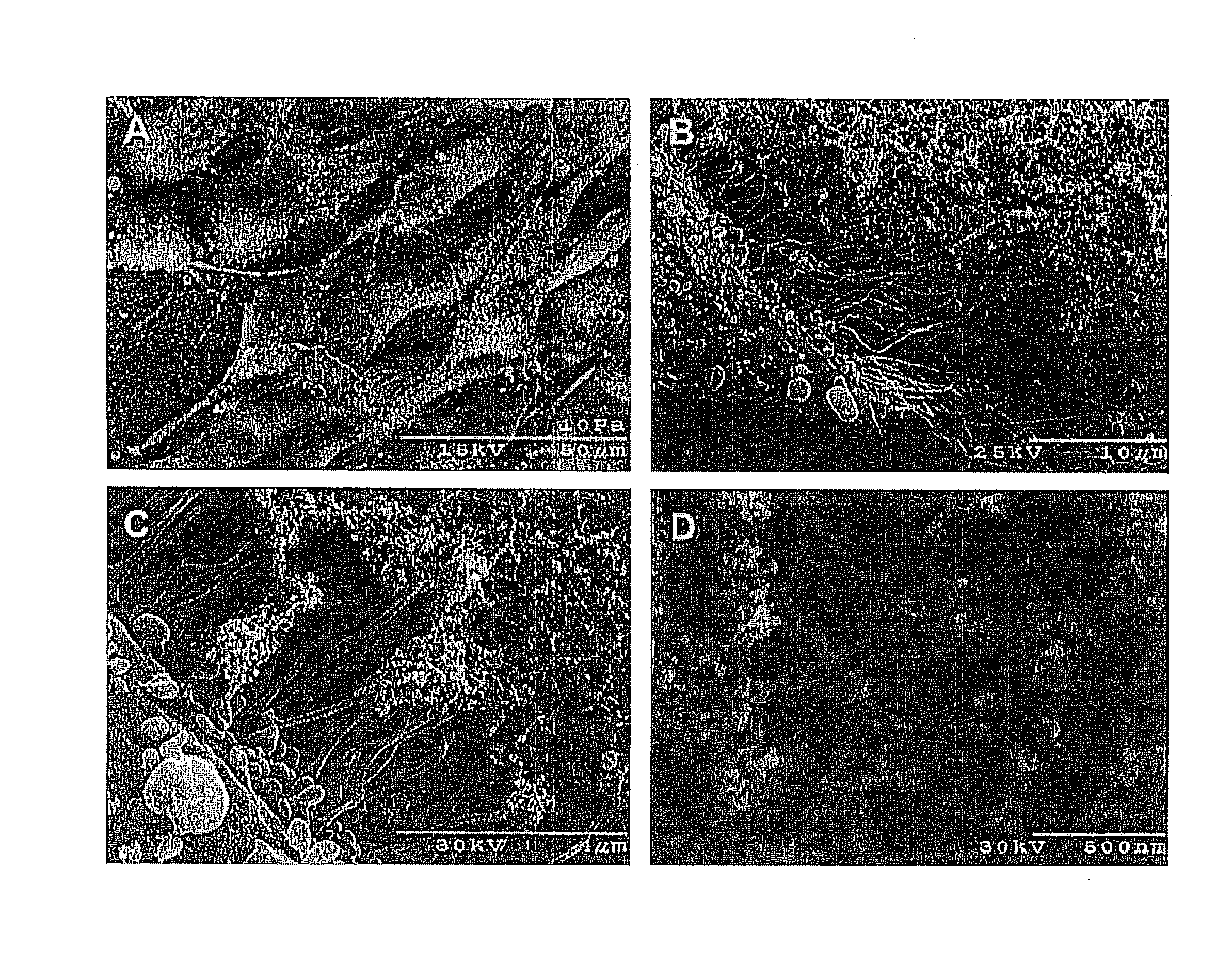 Methods and Apparatus for Manufacturing Plasma Based Plastics and Bioplastics Produced Therefrom