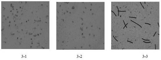 Bacillus subtilis water dispersible granules and preparation method and application thereof