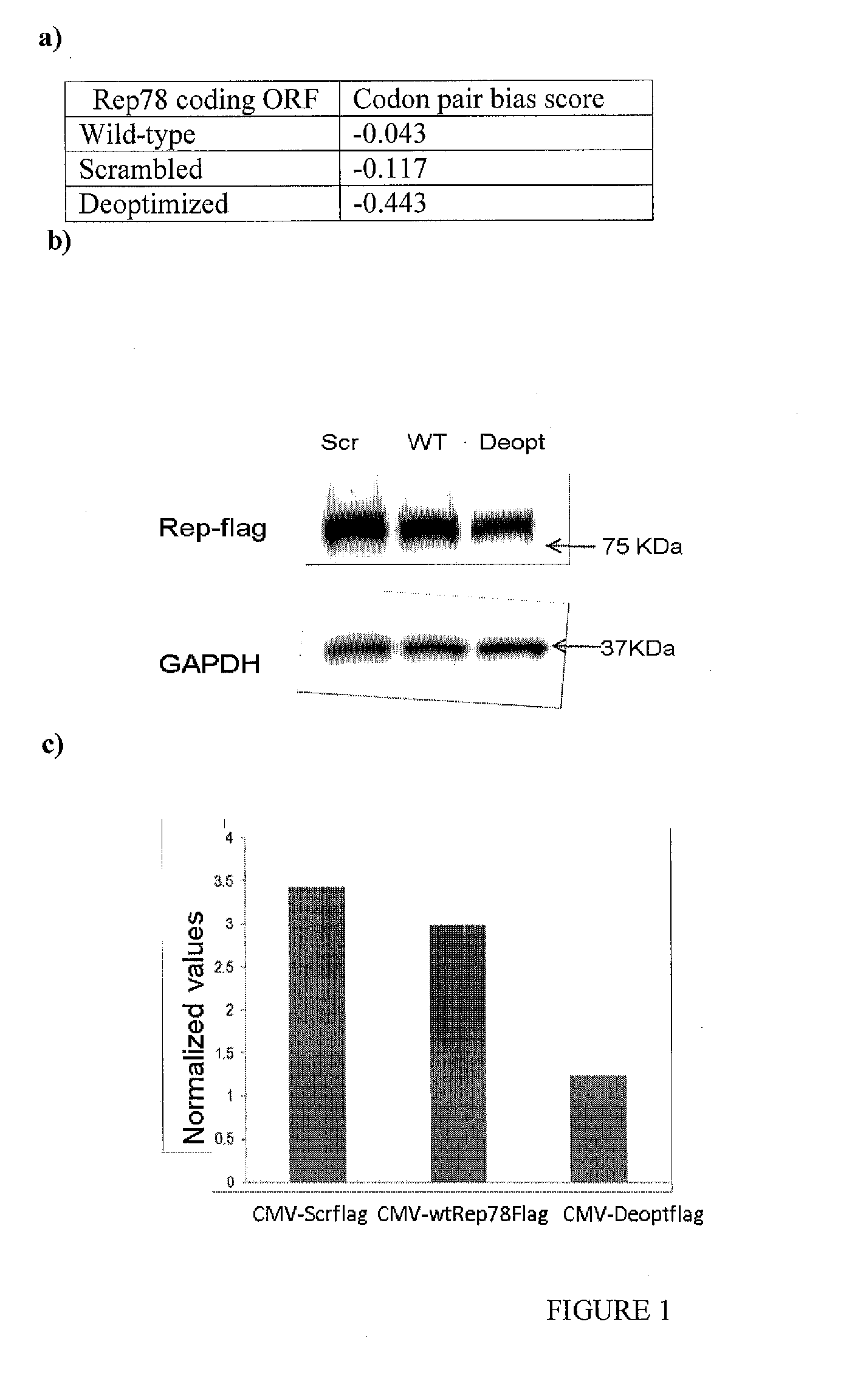 Adeno-associated-virus rep sequences, vectors and viruses