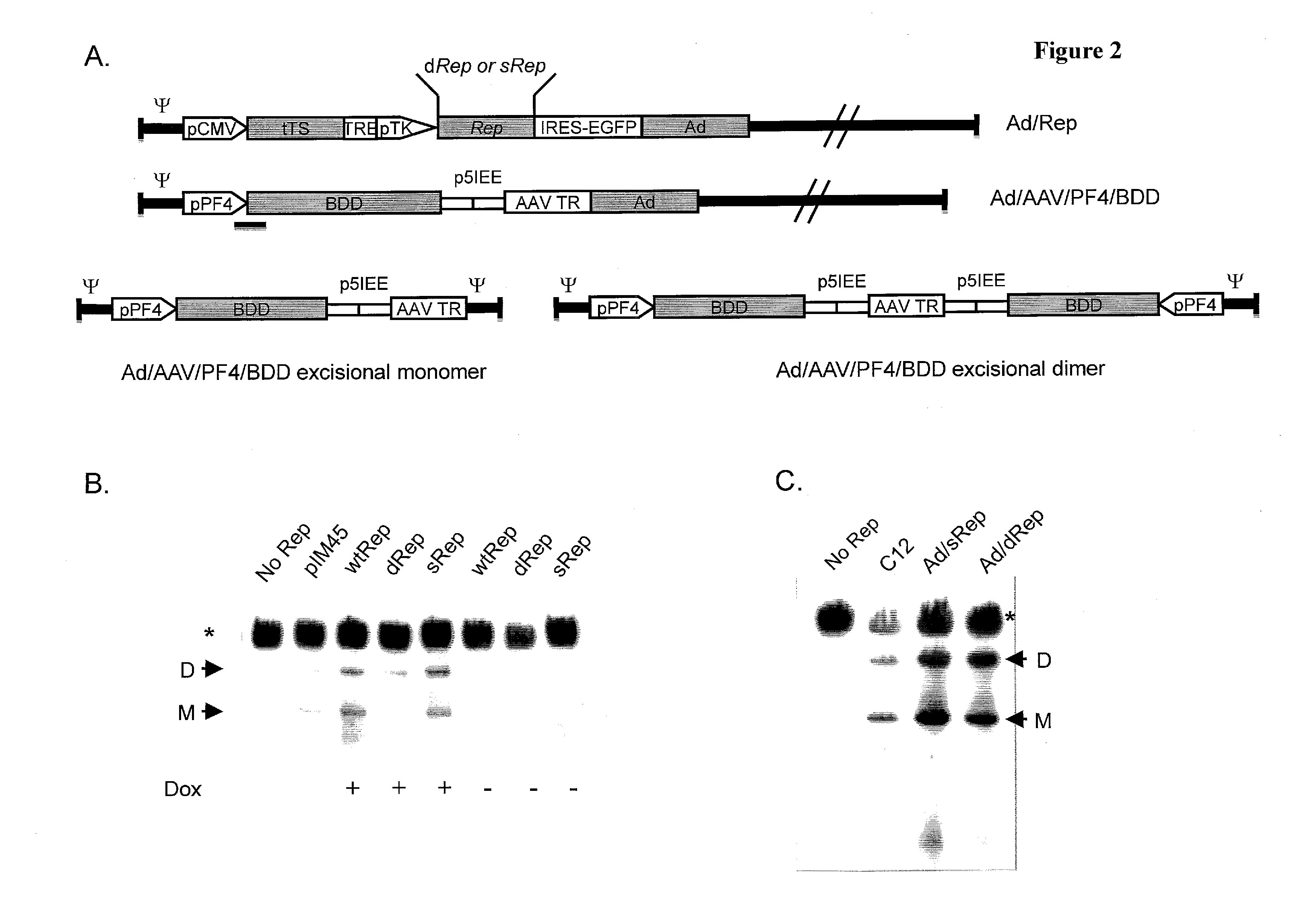 Adeno-associated-virus rep sequences, vectors and viruses