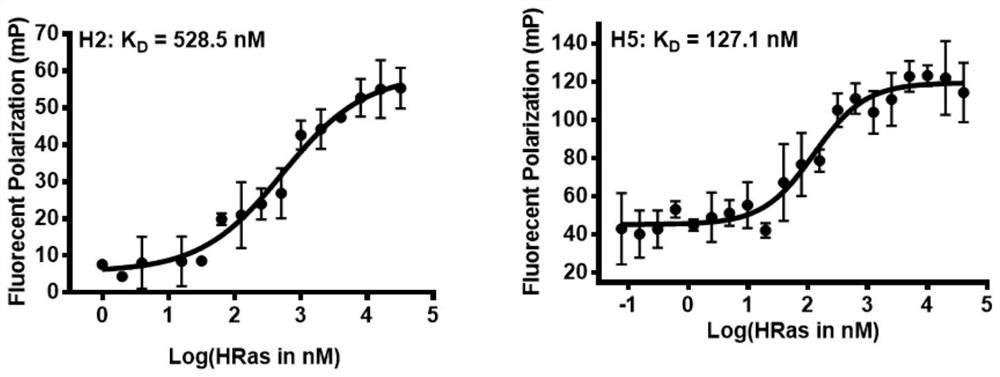 [alpha]-helical peptide inhibitor for targeting HRas protein, and purpose of [alpha]-helical peptide inhibitor