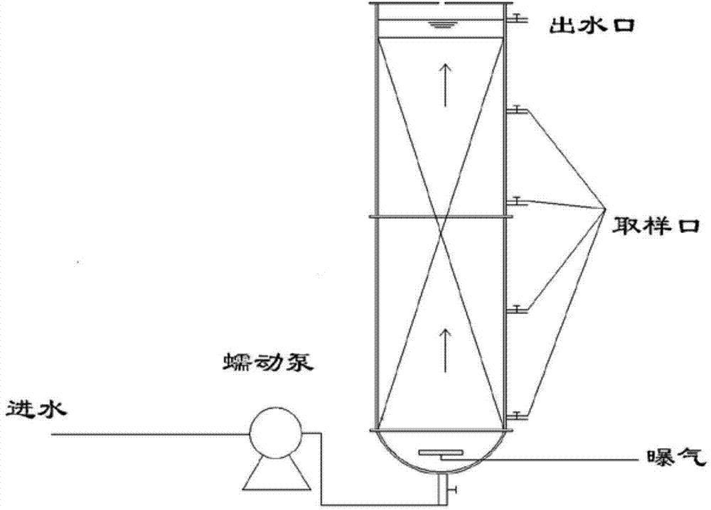 Starting and efficient operating method of normal-temperature high-ammonia-nitrogen completely autotrophic nitrogen-removal over nitrite (CANON) technique