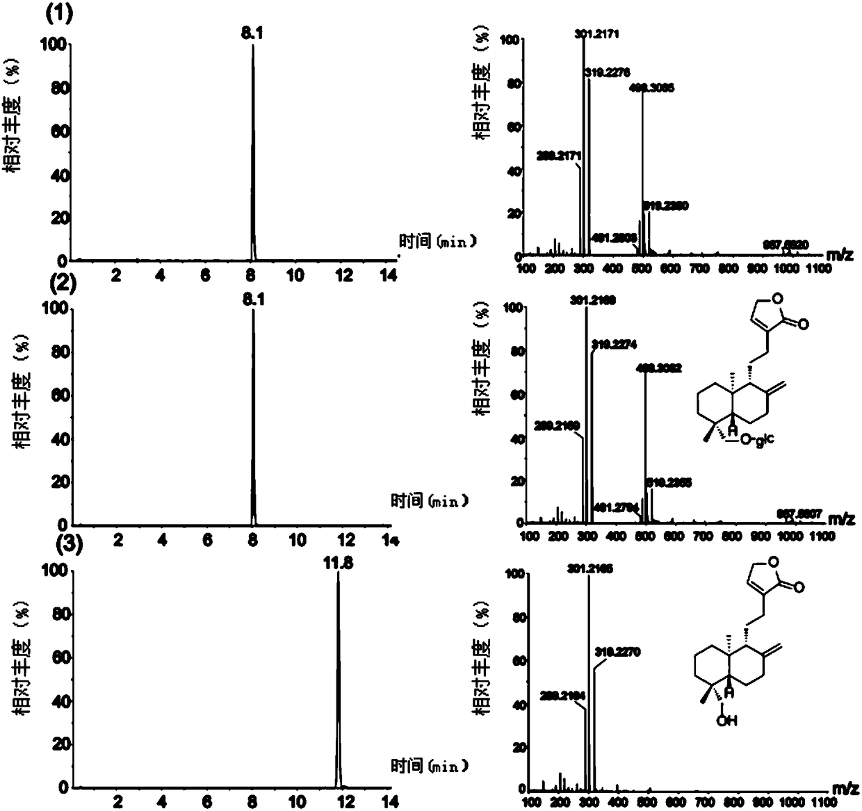 Glycosyl transferase participating in neoandrographolide biosynthesis as well as coding genes and application thereof