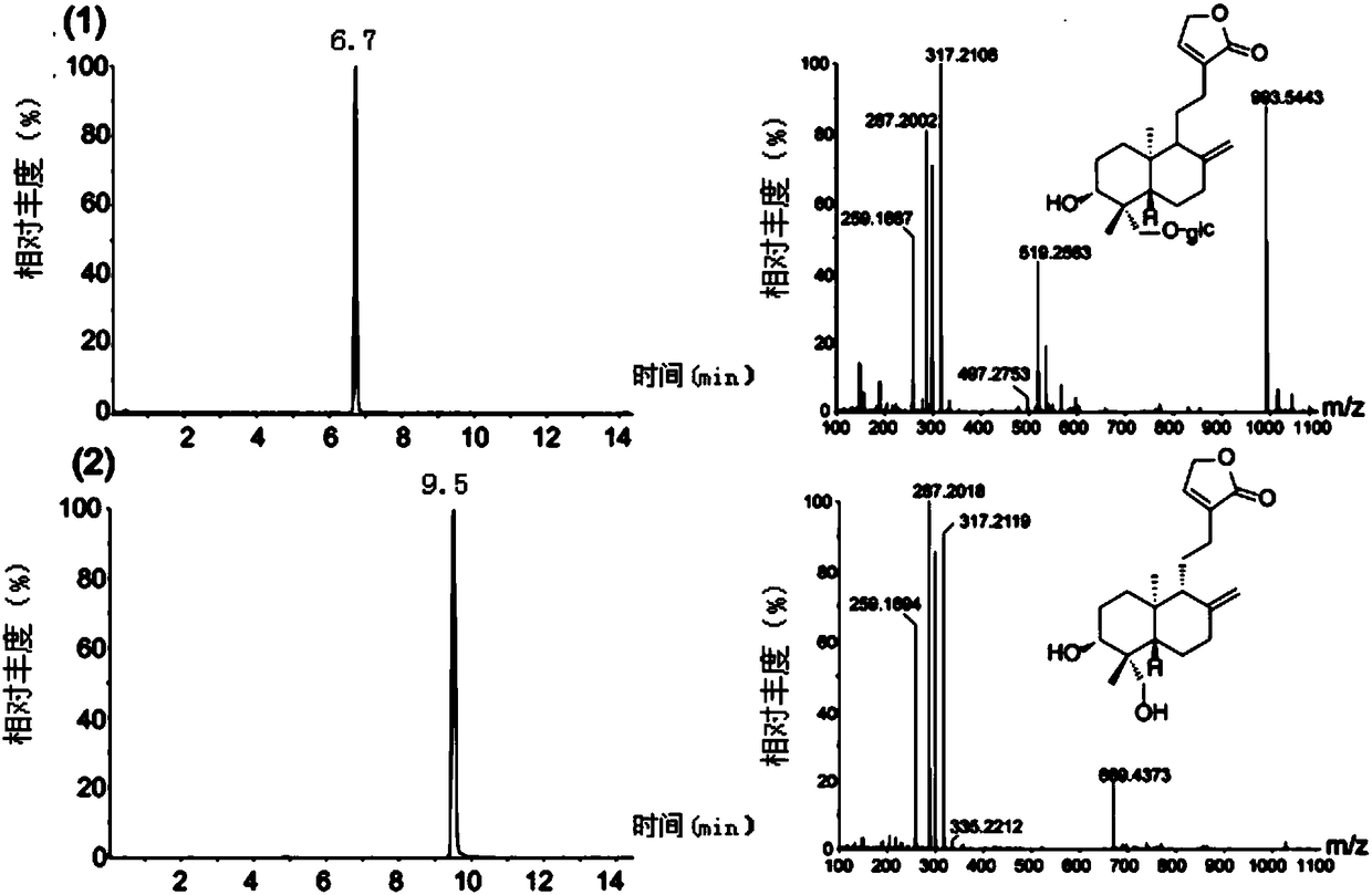 Glycosyl transferase participating in neoandrographolide biosynthesis as well as coding genes and application thereof