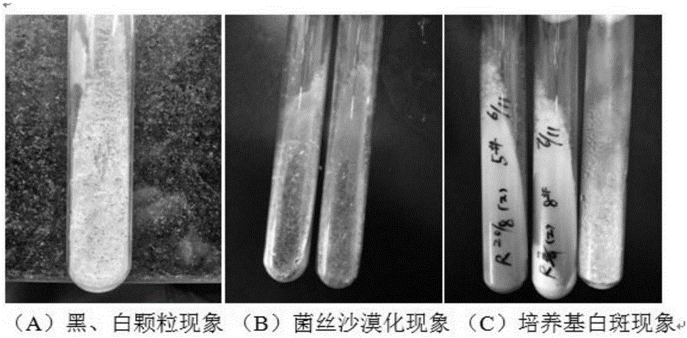 Method for quickly improving coring phenomena of aspergillus oryzae