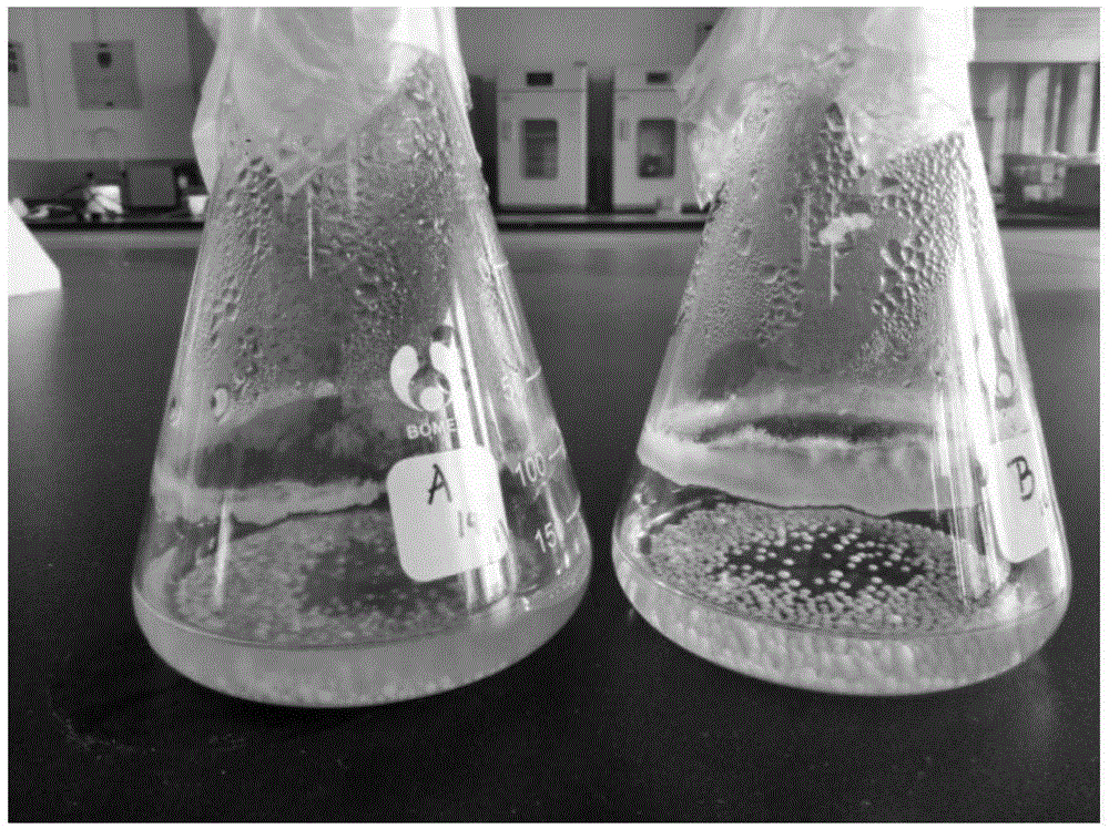 Method for quickly improving coring phenomena of aspergillus oryzae