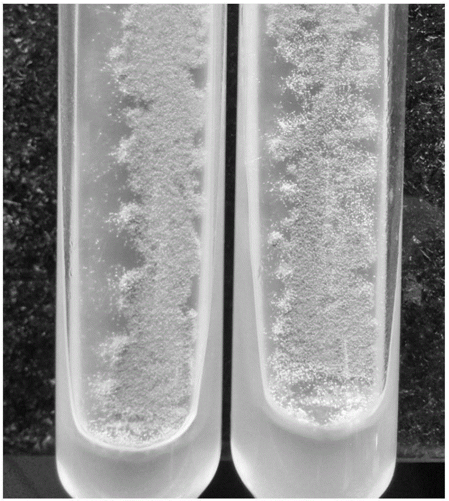 Method for quickly improving coring phenomena of aspergillus oryzae