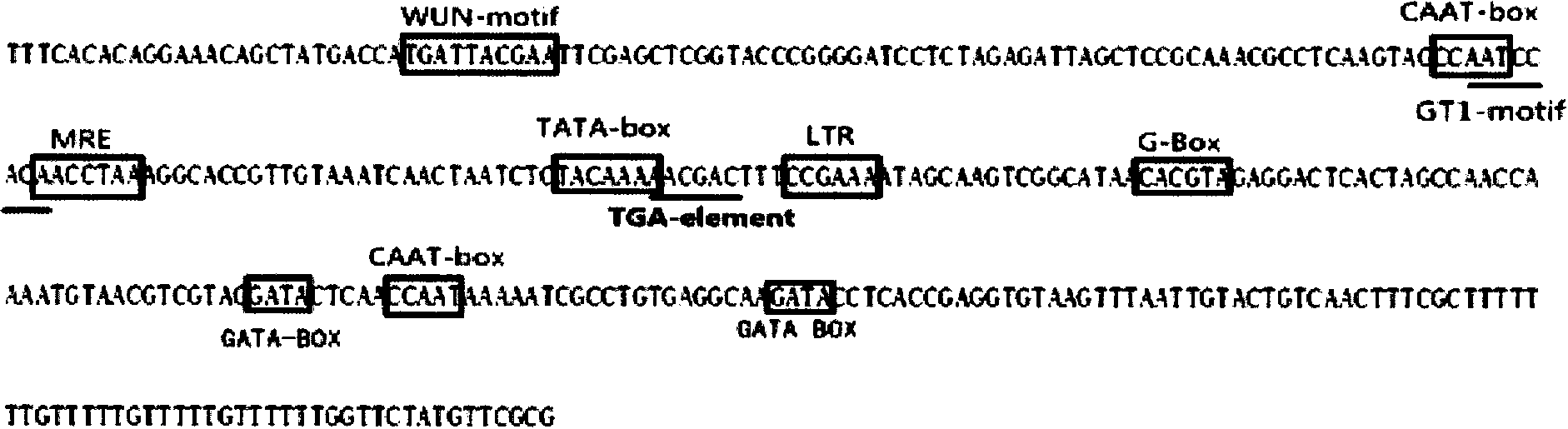 Low-temperature induction-type promoter of tea tree