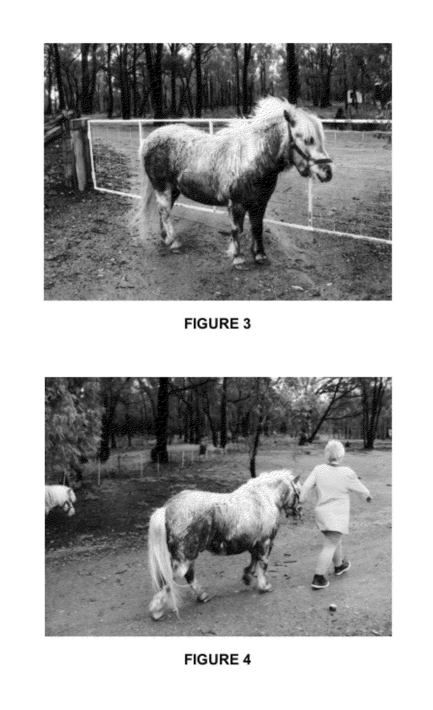 Methods and compositions for treating and preventing laminitis, founder and overeating in an ungulate