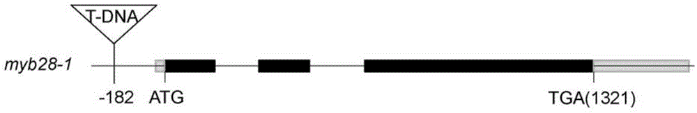 Application of MYB28 protein and encoding gene thereof in regulation and control of tolerance of plants on ABA